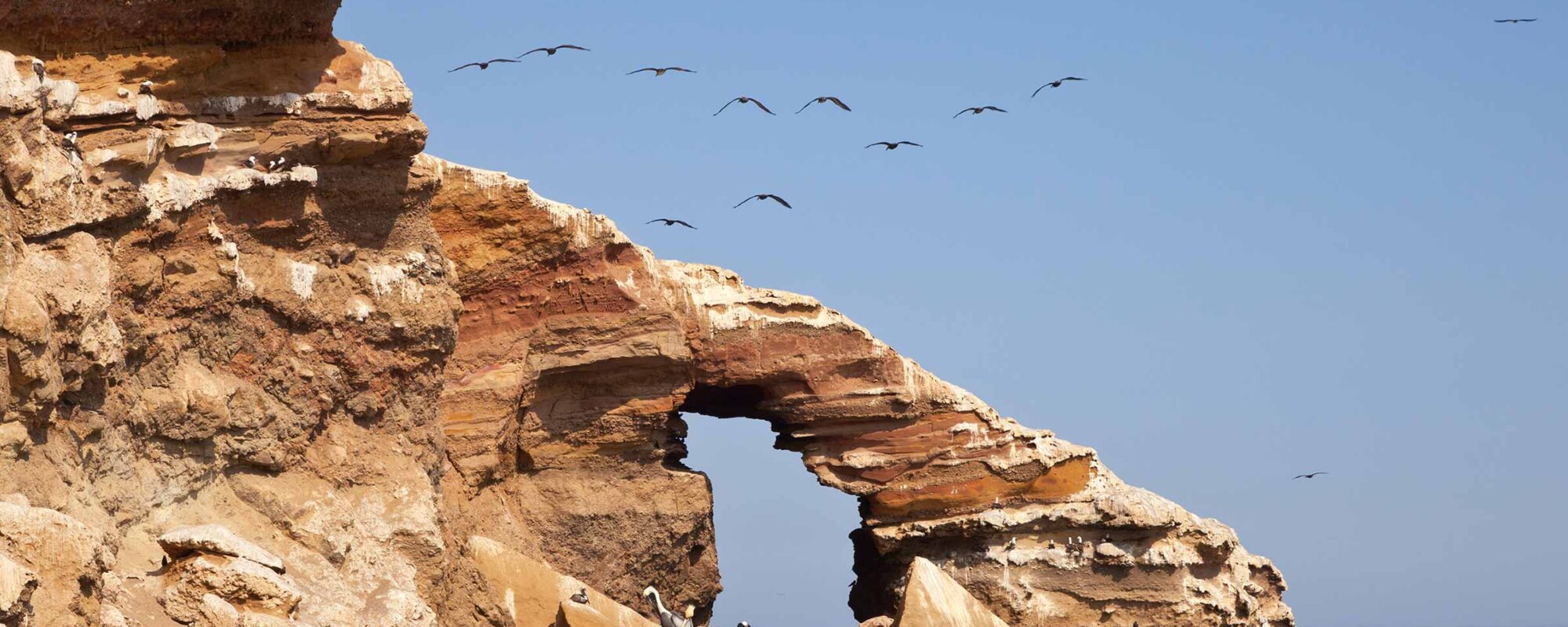 Ballestas Island Tour