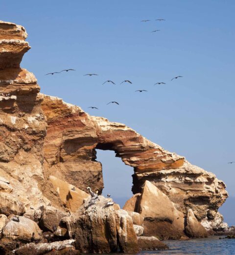 Ballestas Island Tour