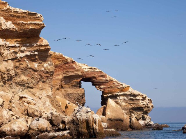 Ballestas Island Tour